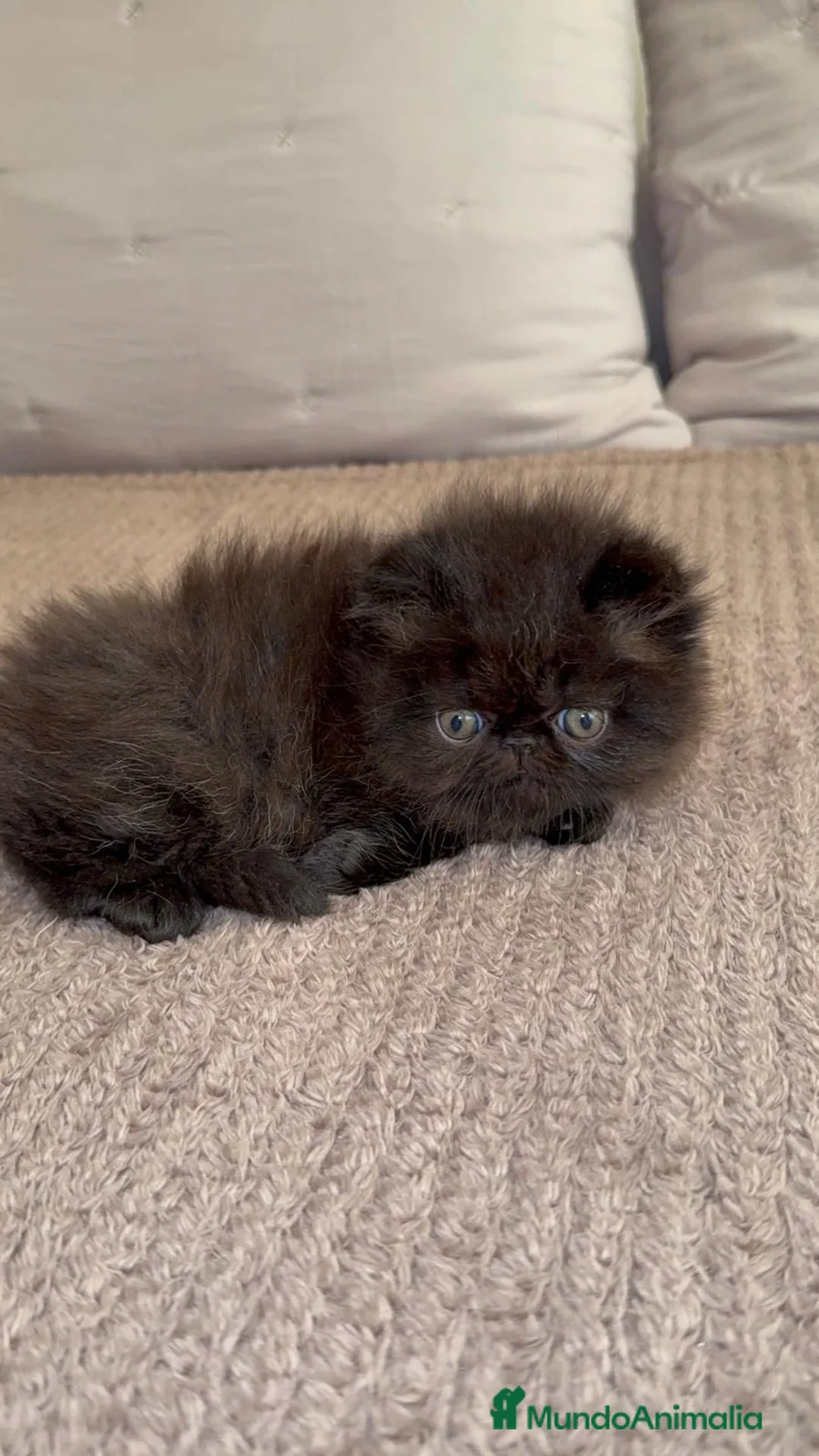 Persa gatos en venta: Macho persa negro portador del Himalayo - Anuncio 1