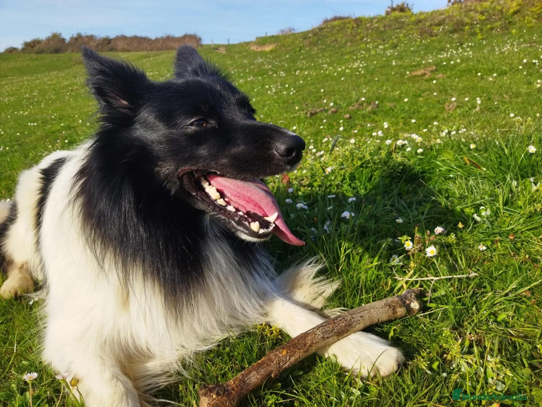 Border Collie perros para monta: Border collie macho para monta en Guipúzcoa - Anuncio 2