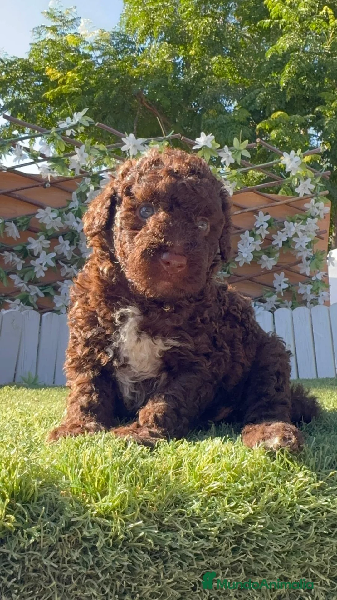 Perro de Agua Español perros en venta: PERRO DE AGUA ESPAÑOL HEMBRA - Anuncio 1