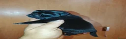 Carlino - Pug perros en venta: CARLINO NEGRO AZABACHE - Anuncio 9