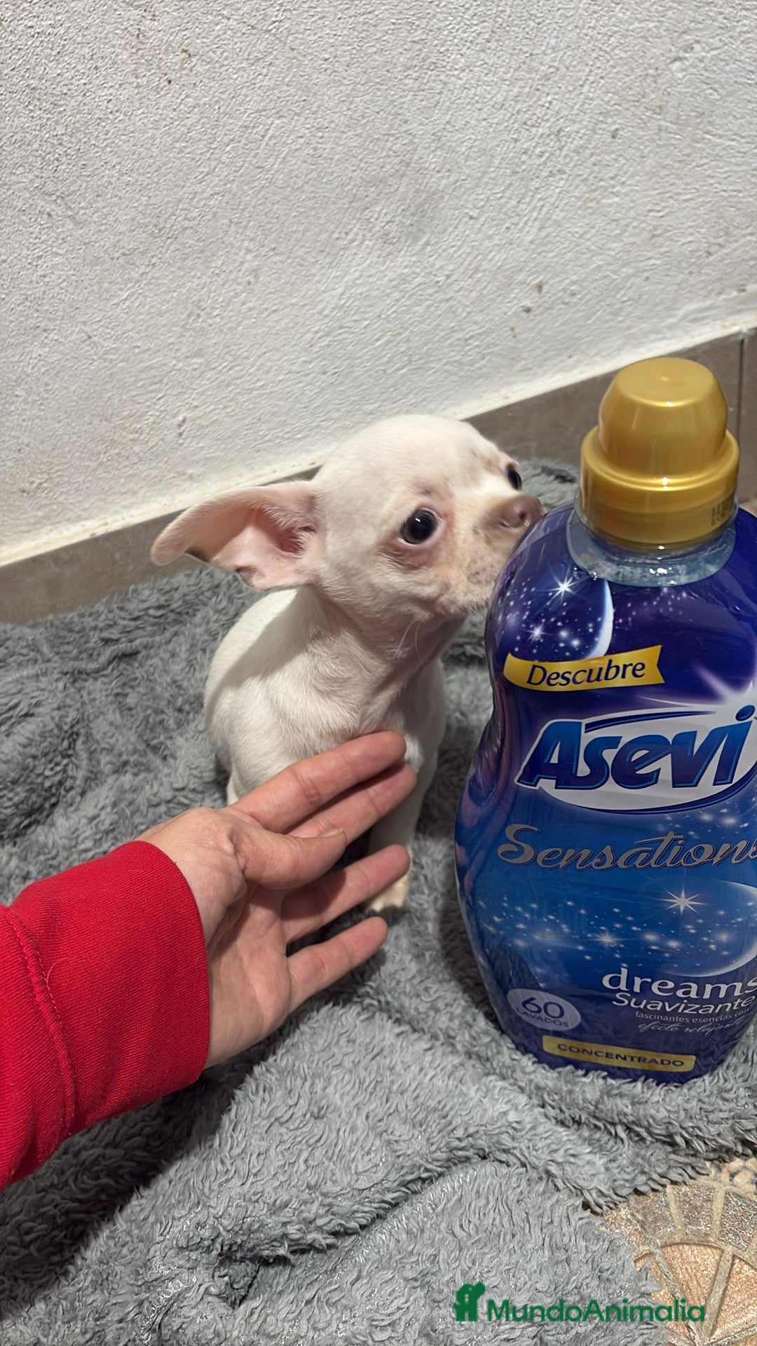 Chihuahua perros en venta: Chihuahua toy - Anuncio 4