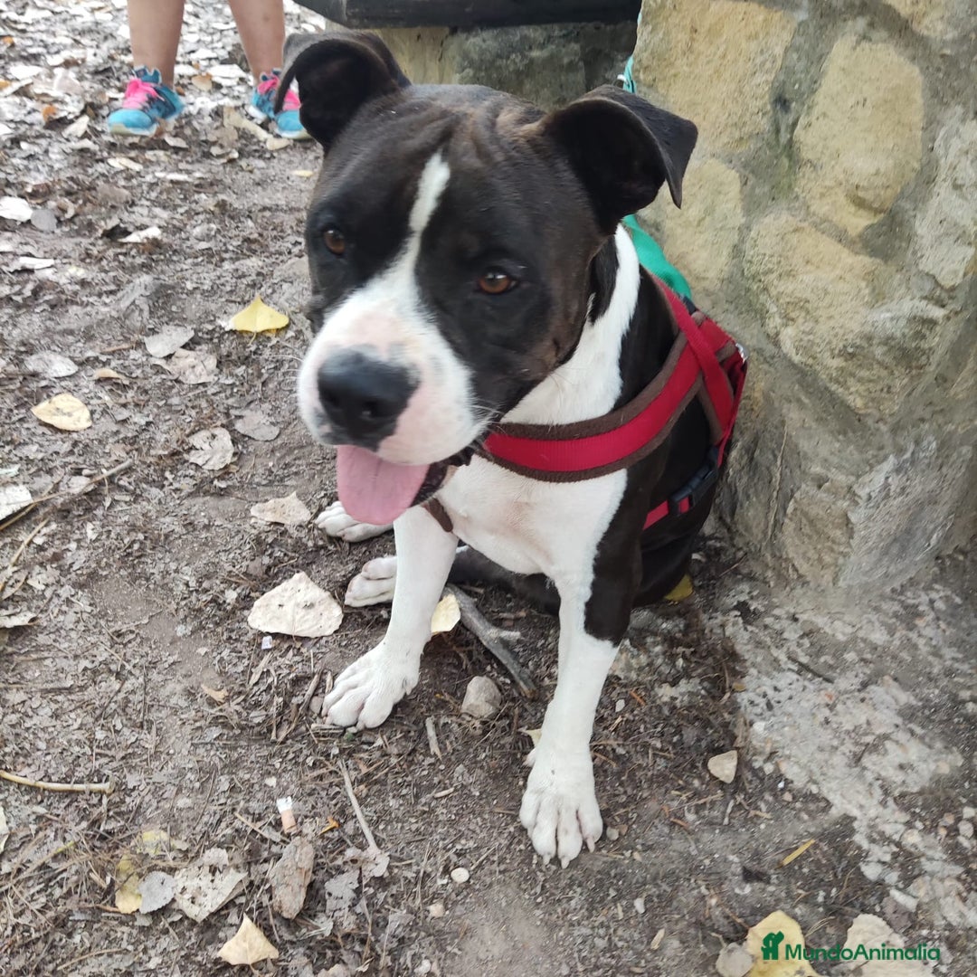 American Bully perros en adopcion: JORDI ❤️ en adopción  - Anuncio 3