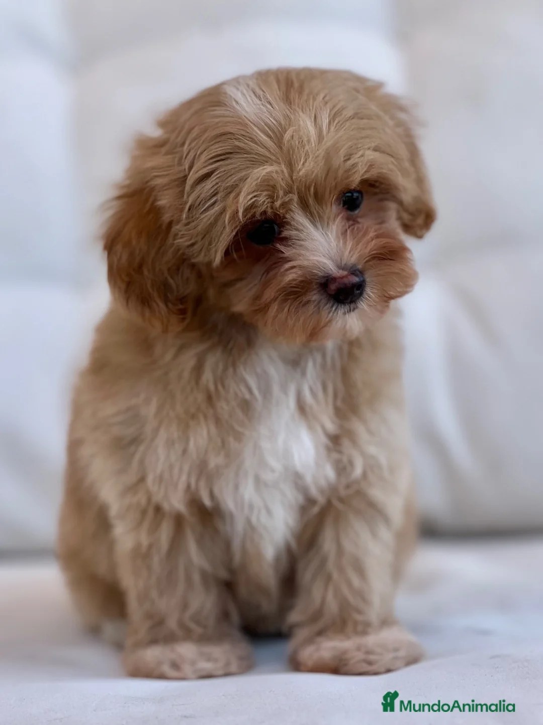 Maltipoo perros en venta: ESPECTACULAR OSITA DE MALTIPOO TOY - Anuncio 2