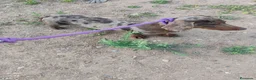 Teckel perros en venta: Machos teckel standar adultos  - Anuncio 3