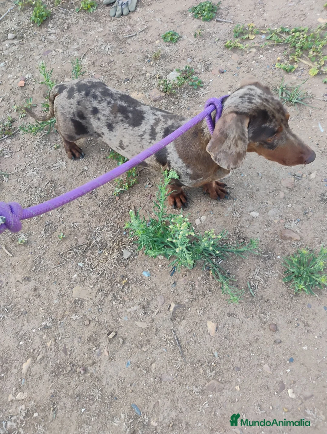 Teckel perros en venta: Machos teckel standar adultos  - Anuncio 3