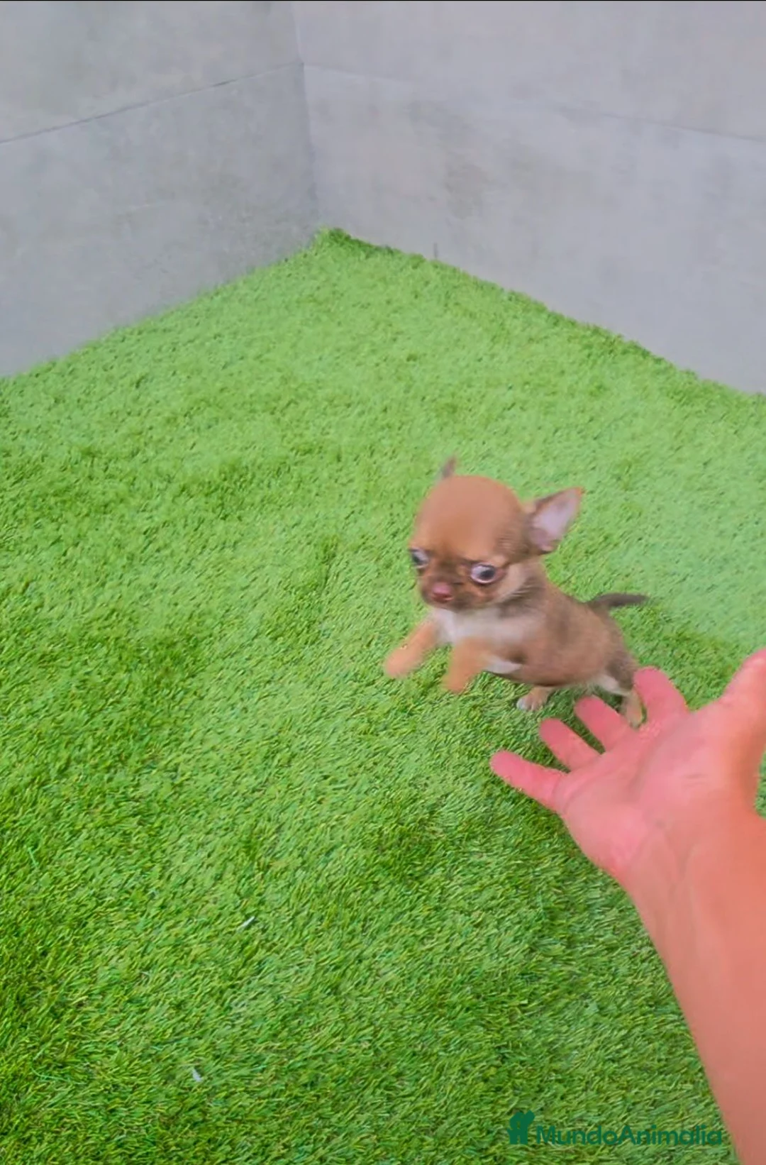 Chihuahua perros en venta: CHIHUAHUA MACHO MINI TOY  - Anuncio 2