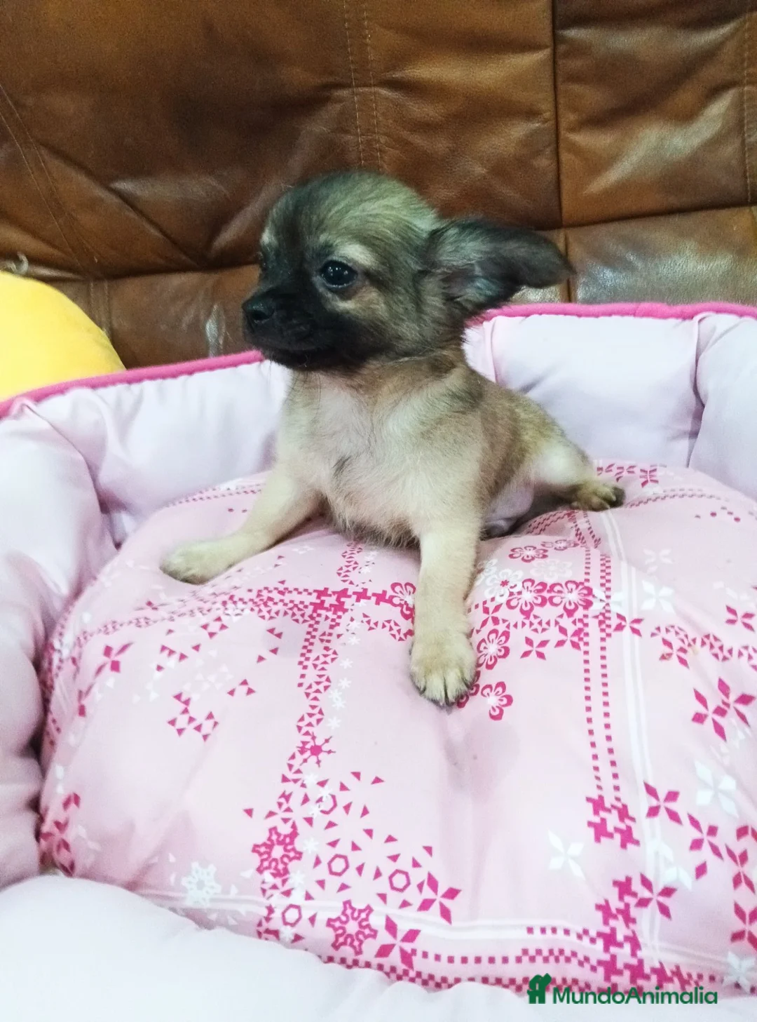 Chihuahua perros en venta: Chihuahua TOY - Anuncio 2