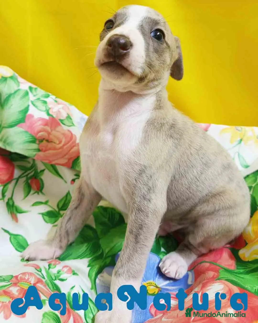 Pequeño Lebrel Italiano perros en venta: Lebrel Italiano Macho 4291 AQUANATURA - Anuncio 3