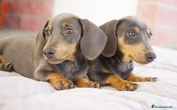 Teckel Miniatura perros en venta: 🌙 Tiko y Munchi – Elegancia en tonos silver 🐾 - Imagen 4
