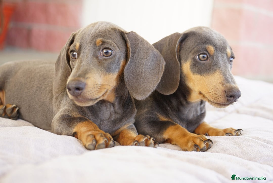 Teckel Miniatura perros en venta: 🌙 Tiko y Munchi – Elegancia en tonos silver 🐾 - Imagen 4