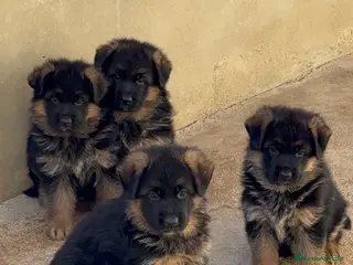 Pastor Alemán perros CACHORROS DE PASTOR ALEMAN - Anuncio 1