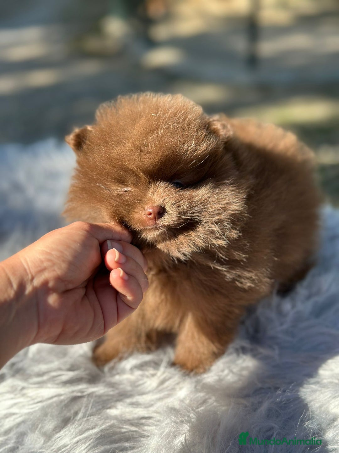 Pomerania perros en venta: Pomerania chocolate cara oso  - Imagen 4