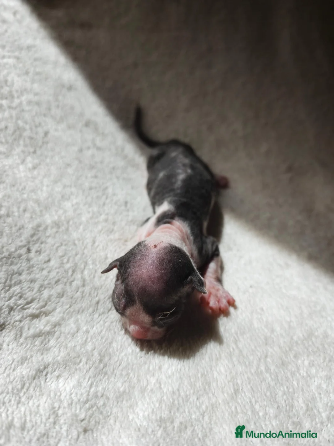 Sphynx gatos en venta: Camadas de precios Sphynx blancos grises bicolor  - Anuncio 2