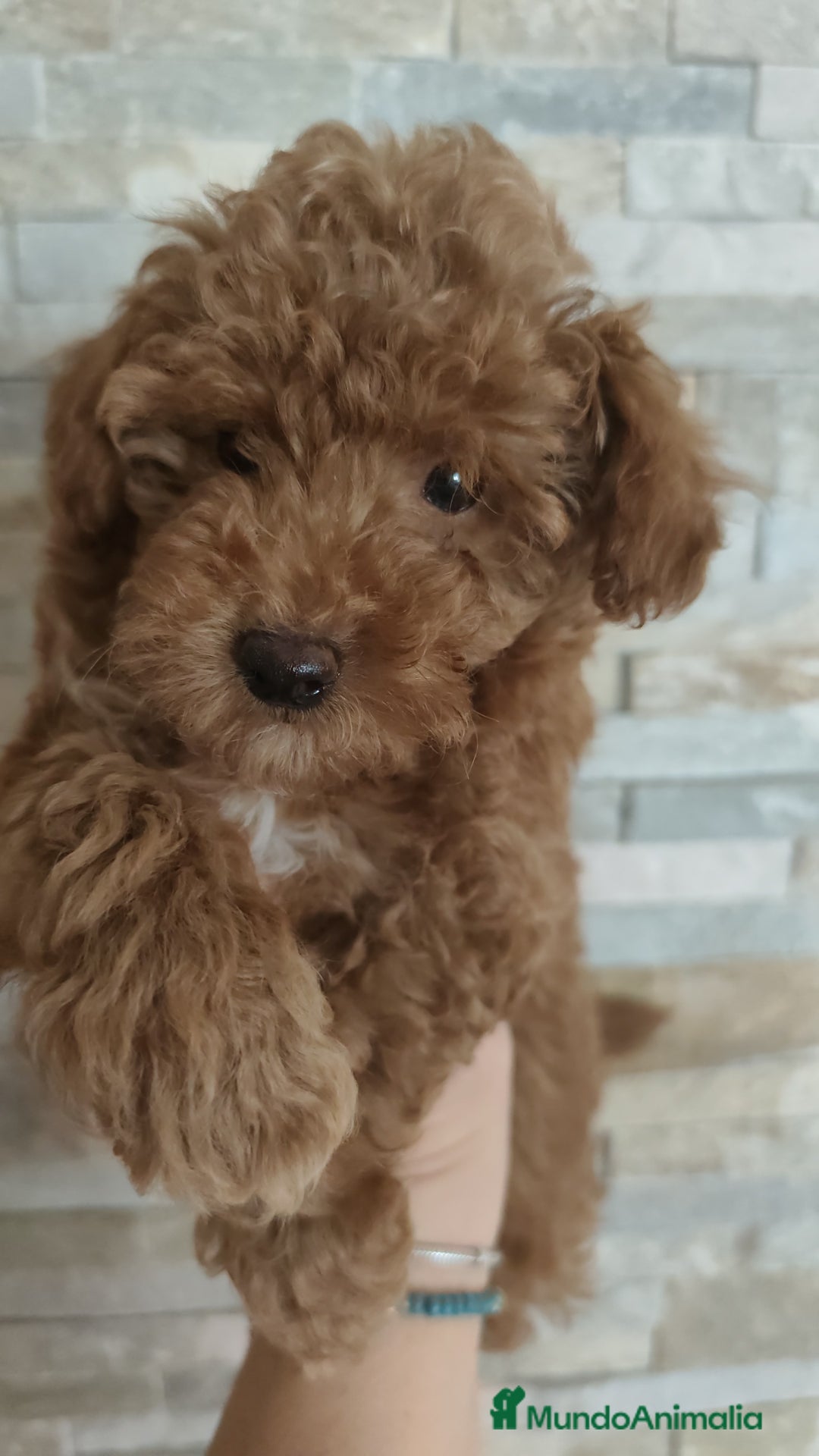 Caniche Toy perros en venta: Hembras toy disponibles - Imagen 3