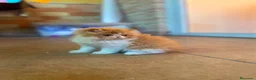 Persa gatos en venta: GATOS PERSAS - Anuncio 1