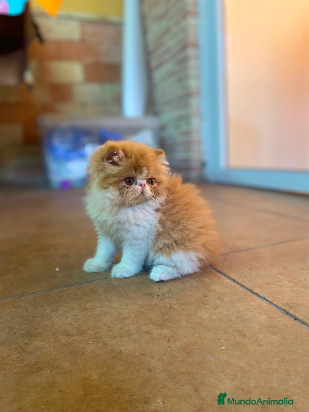 Persa gatos en venta: GATOS PERSAS - Anuncio 1