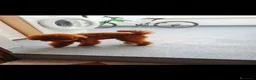 Caniche Toy perros para monta: SE OFRECE CANICHE TOY ASIATICO PARA MONTA  - Anuncio 2