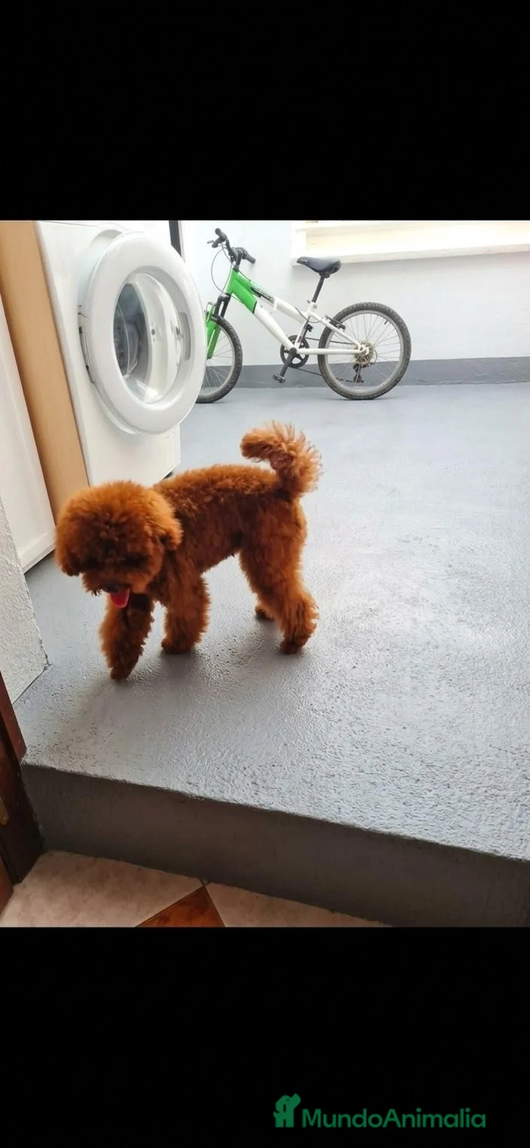 Caniche Toy perros para monta: SE OFRECE CANICHE TOY ASIATICO PARA MONTA  - Anuncio 2