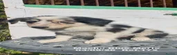 Border Collie perros en venta: Border Collie De Villa Biznaga - Anuncio 17