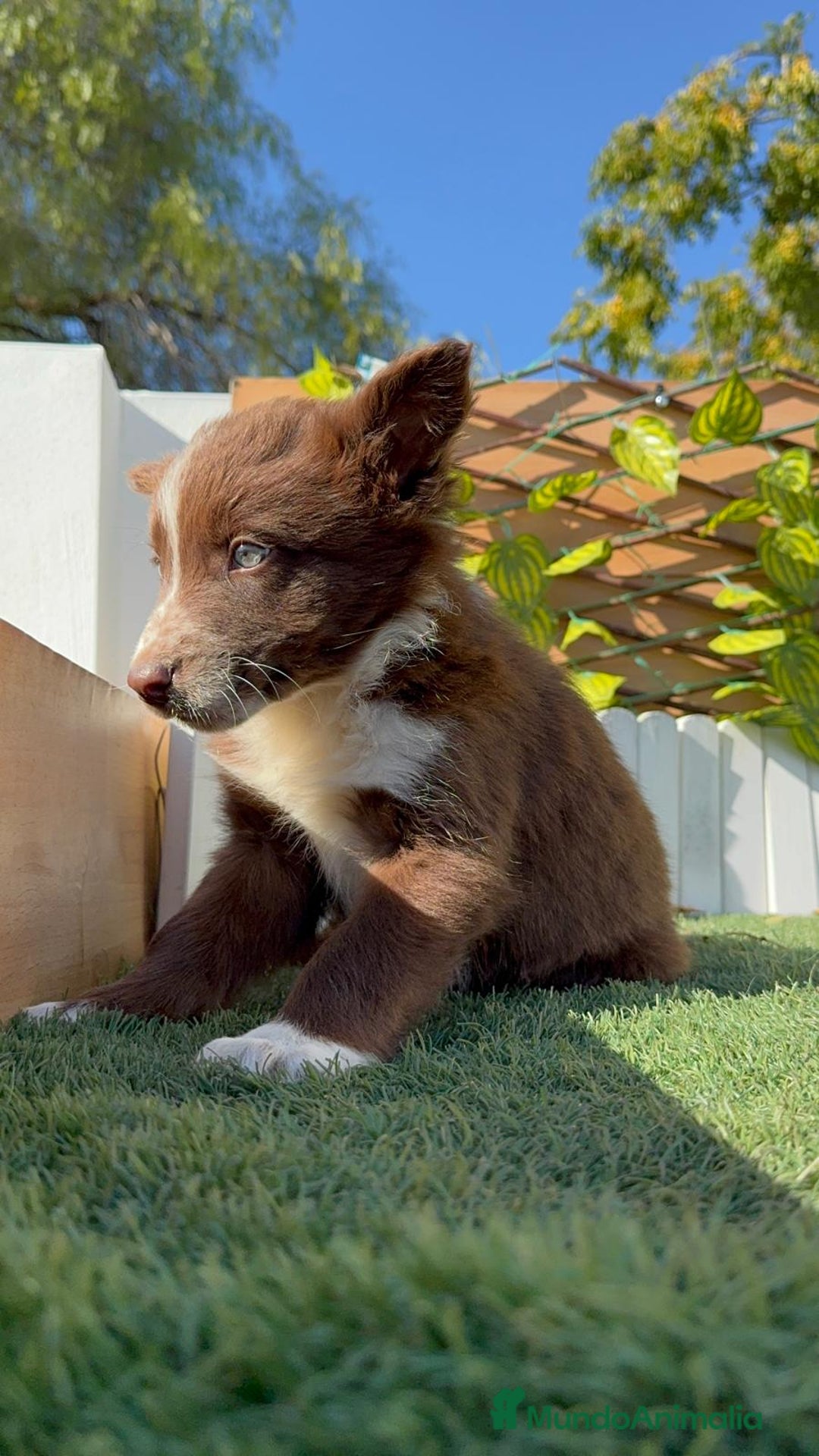 Border Collie perros en venta: BORDER COLLIE - Anuncio 27