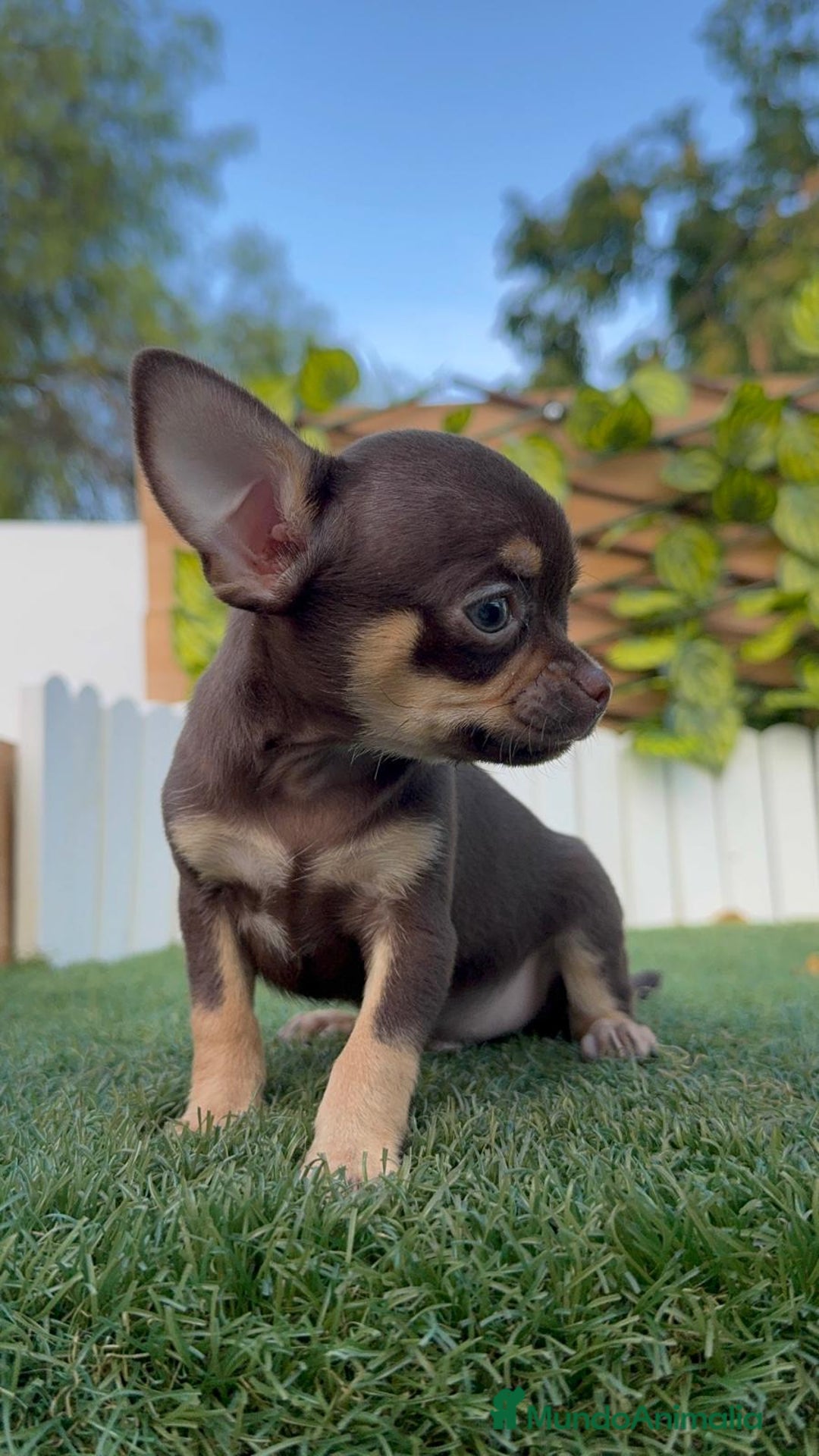 Chihuahua perros en venta: CHIHUAHUA MACHO - Imagen 15