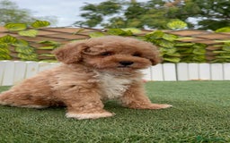 Raza Mixta perros en venta: CANICHE MACHO - Imagen 14
