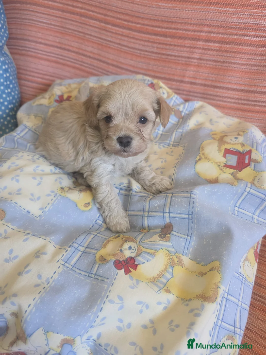 Maltipoo perros en venta: Maltipoo Toy - Anuncio 1