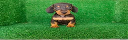 Teckel Miniatura perros en venta: teckel miniatura - Anuncio 9