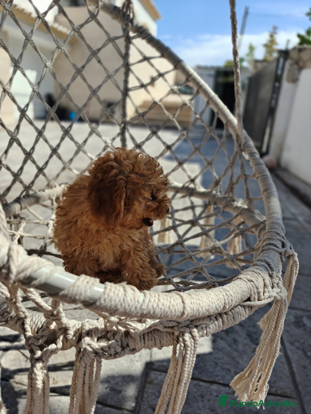 Caniche Toy perros en venta: Caniche Toy excelente  - Imagen 5