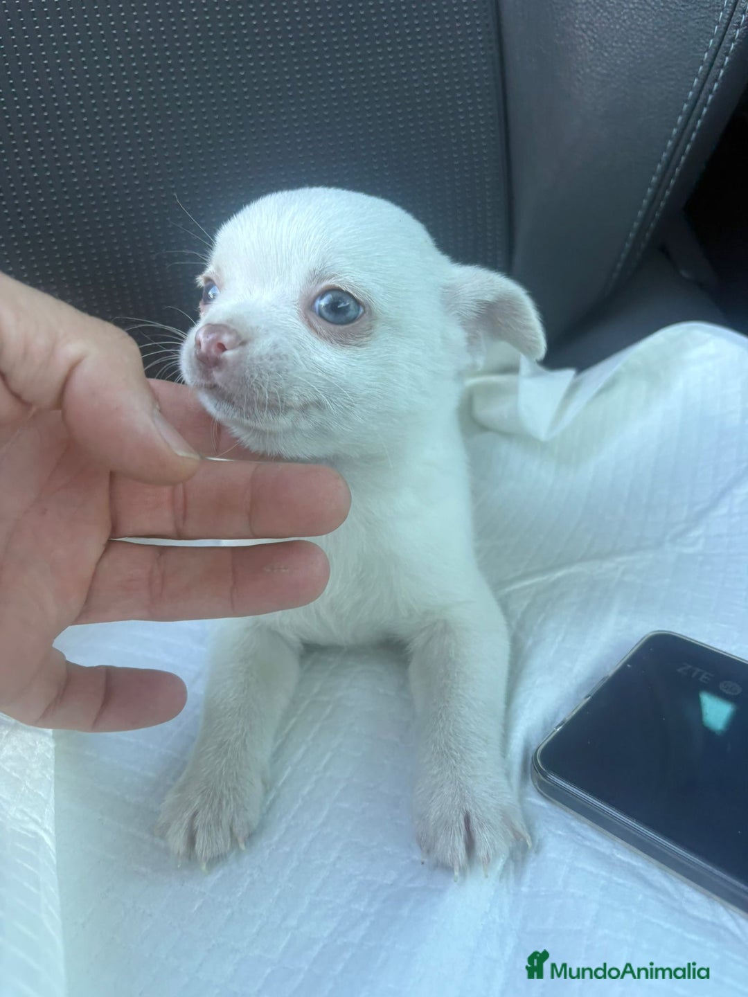 Chihuahua perros en venta: Chihuahua toy exclusivo - Anuncio 11