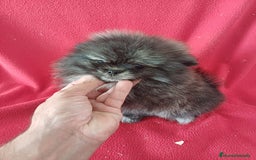 Pomerania perros en venta: Pomerania Mini  - Imagen 1