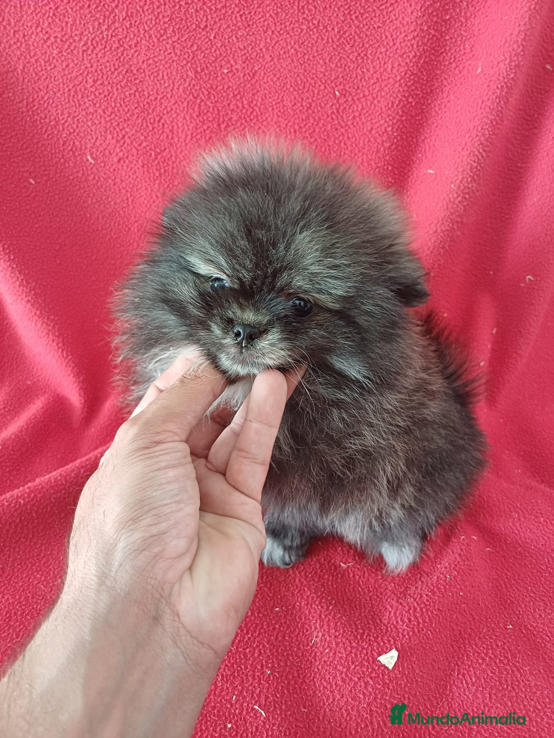 Pomerania perros en venta: Pomerania Mini  - Imagen 1