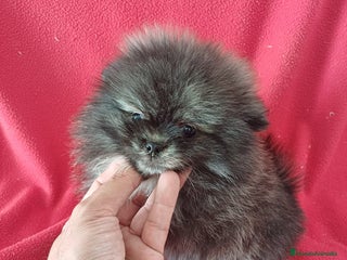 Pomerania perros - Anuncio 18