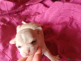 Chihuahua perros Chihuahua hembra 🐾 - Anuncio 1