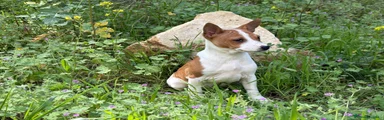 Basenji roja