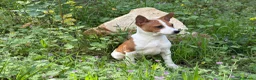 Basenji perros en venta: 🐾 Cachorros Basenji Exclusivos 🐾 - Anuncio 3