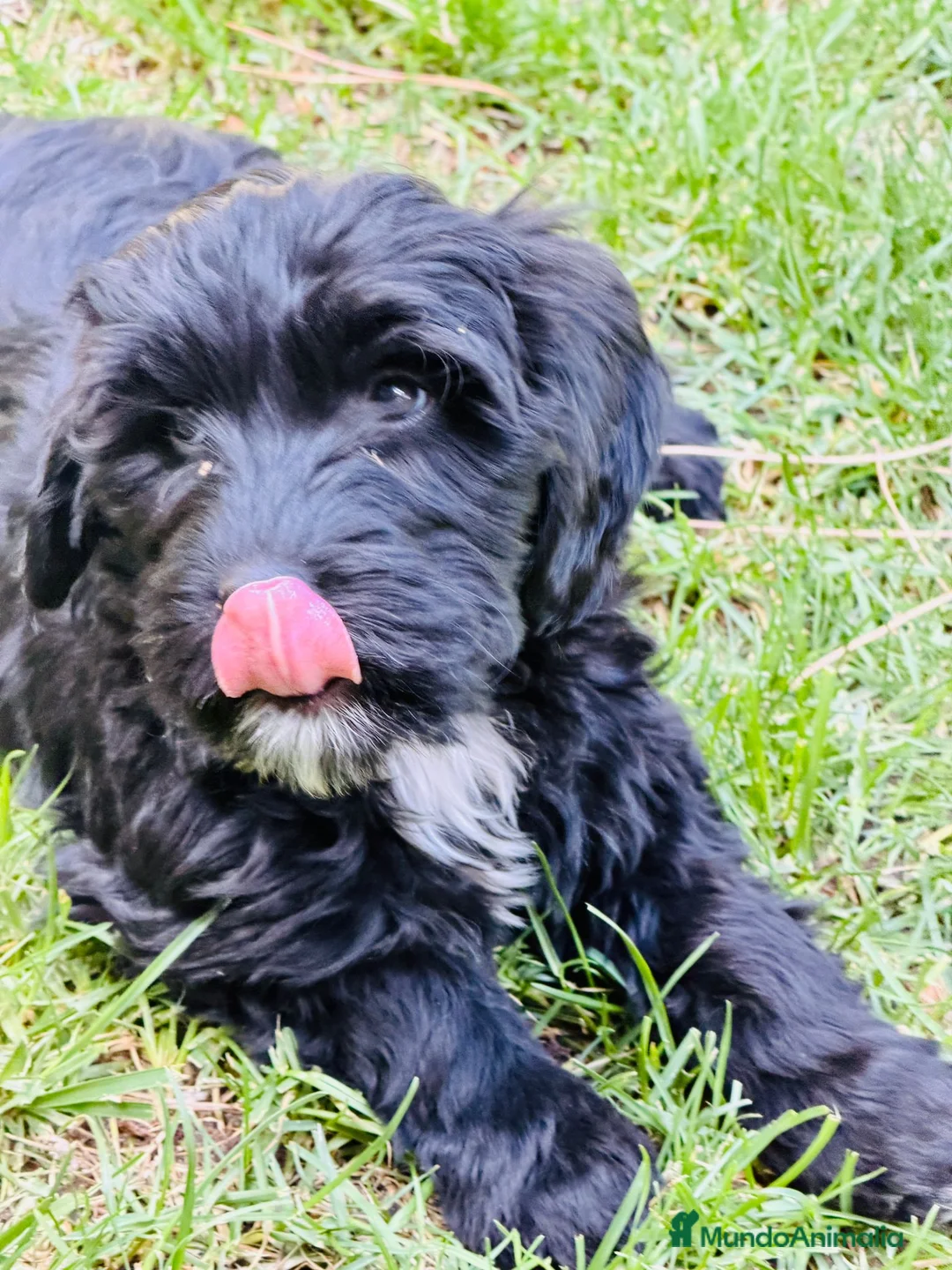 Goldendoodle perros en venta: Goldendoodle Multigeneracion - Anuncio 10