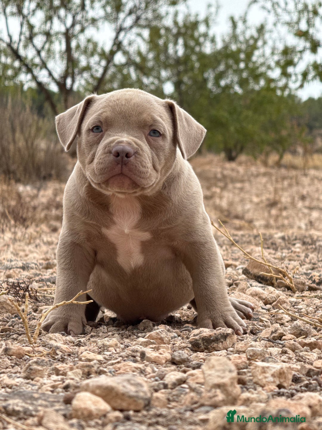 American Bully perros en venta: American Bully - Imagen 6