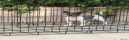 Gos Rater Valencià perros en venta: Cachorra ratera valenciano arlequín  - Anuncio 5