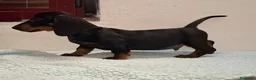 Teckel perros en venta: Teckel - Anuncio 10