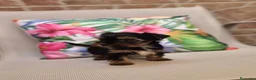 Yorkshire Terrier perros en venta: Yorkshire terrier - Anuncio 12