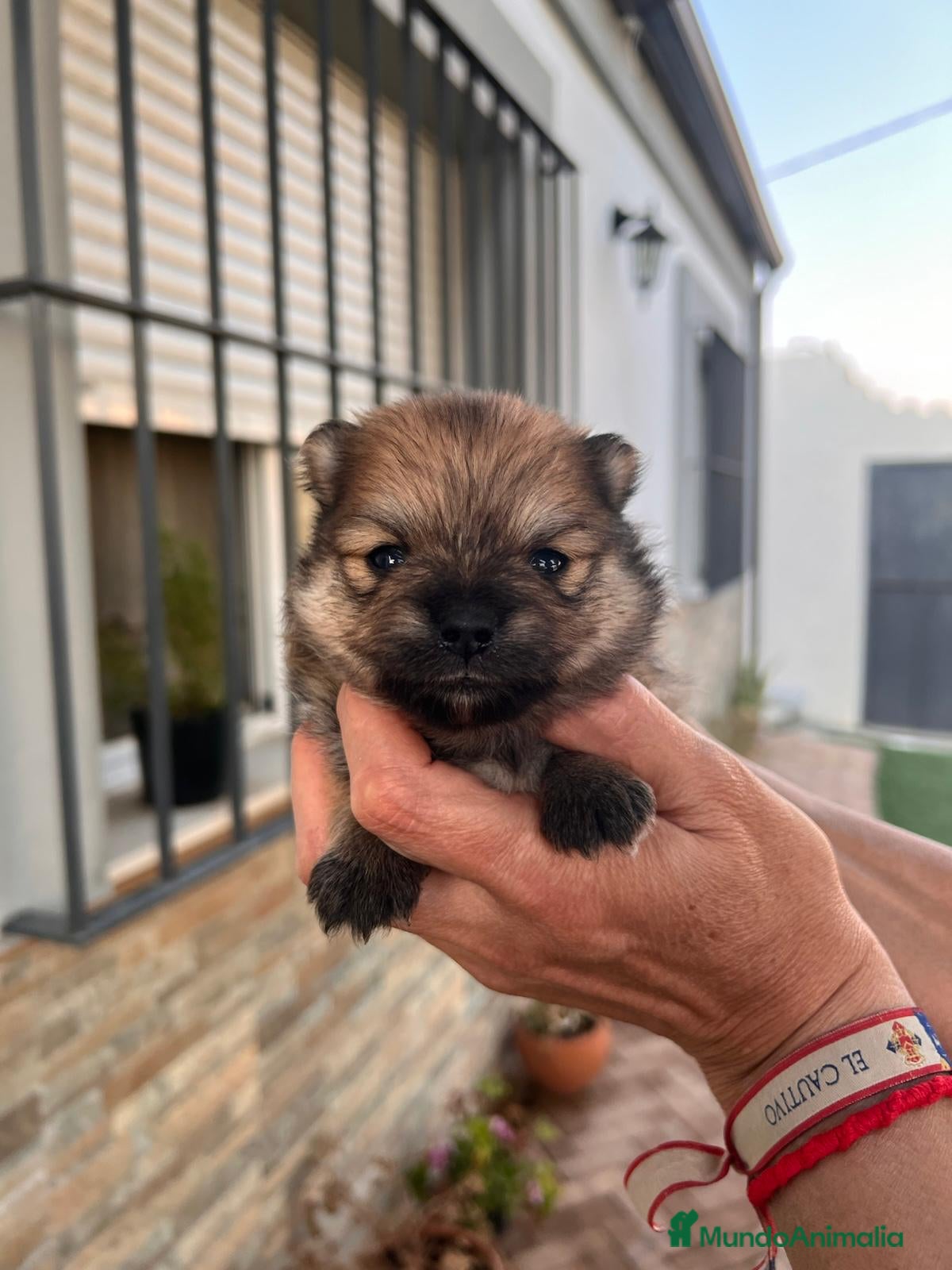 Pomerania perros Lulu Pomerania toy  - Anuncio 1