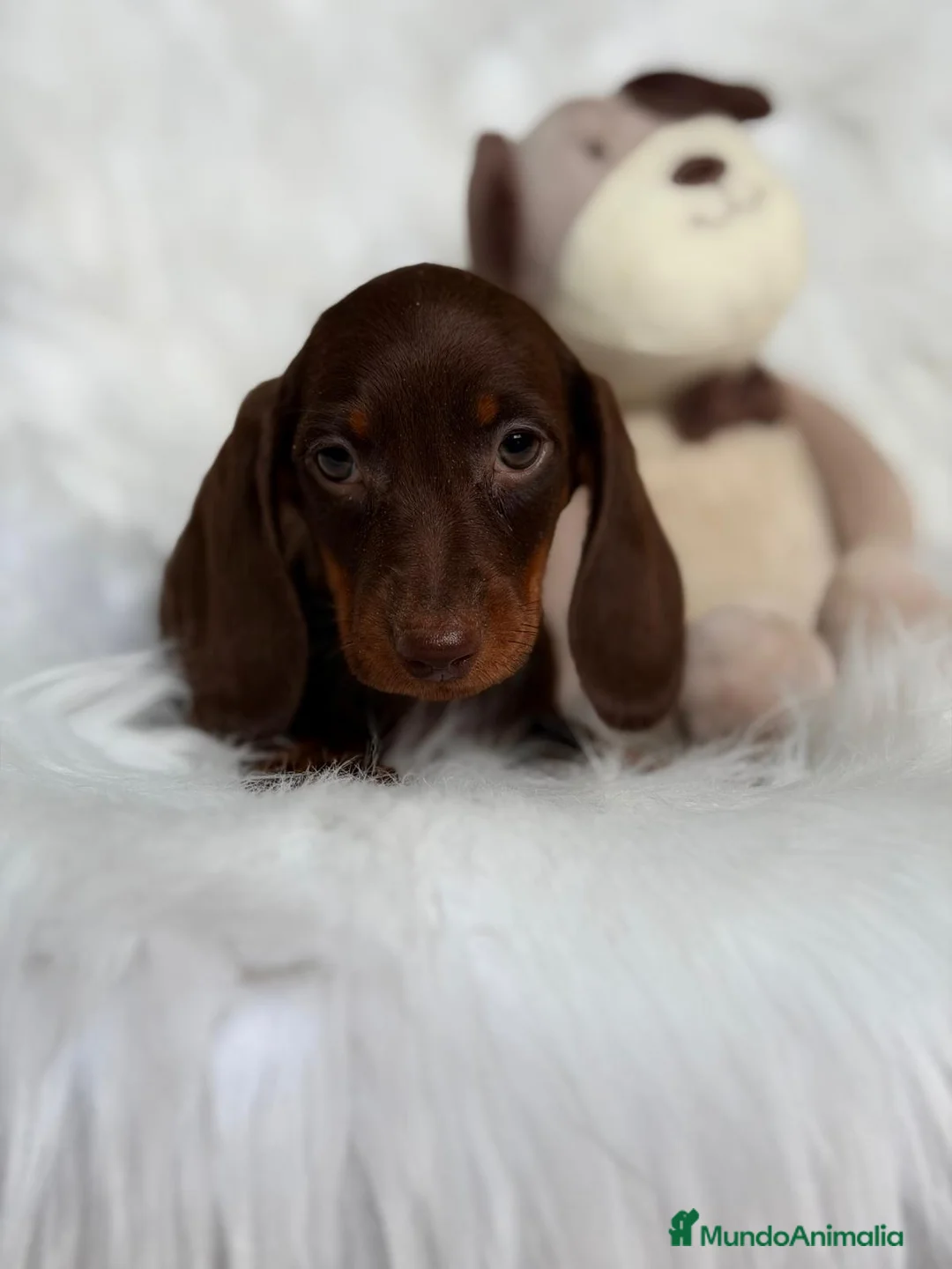 Teckel Miniatura perros en venta: TECKEL MINI CHOCOLATE  - Anuncio 6