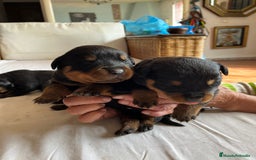 Rottweiler perros en venta: ROTTWEILER cachorros - Imagen 4