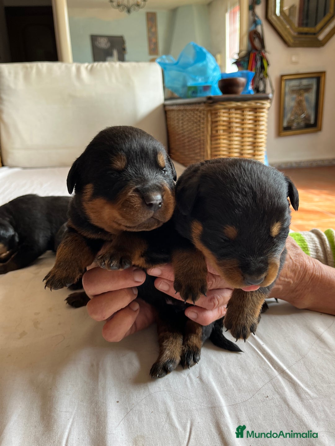 Rottweiler perros en venta: ROTTWEILER cachorros - Imagen 4