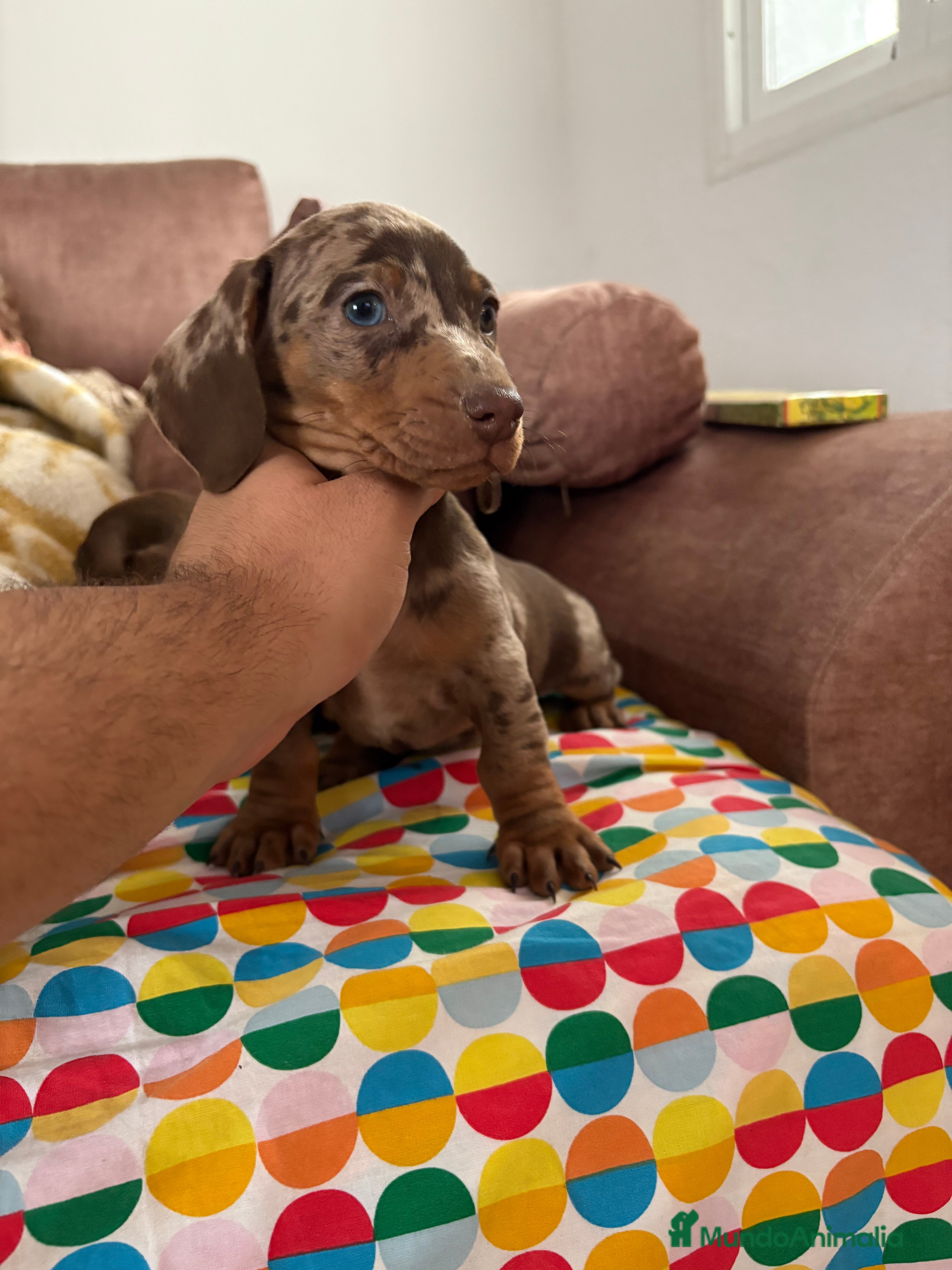 Teckel perros Teckels miniatura y kaninchen  - Anuncio 8