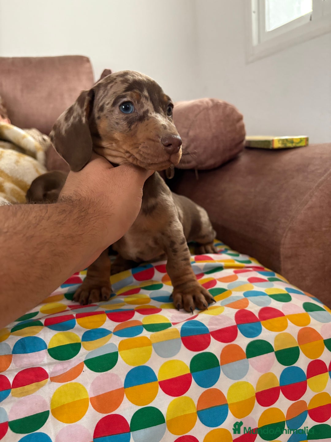 Teckel perros en venta: Teckels miniatura y kaninchen  - Anuncio 1