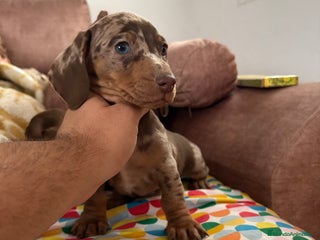 Teckel perros Teckels miniatura y kaninchen - Anuncio 2