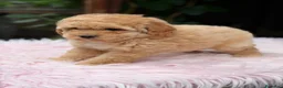 Caniche Toy perros en venta: CANICHE APRICOT - Anuncio 1
