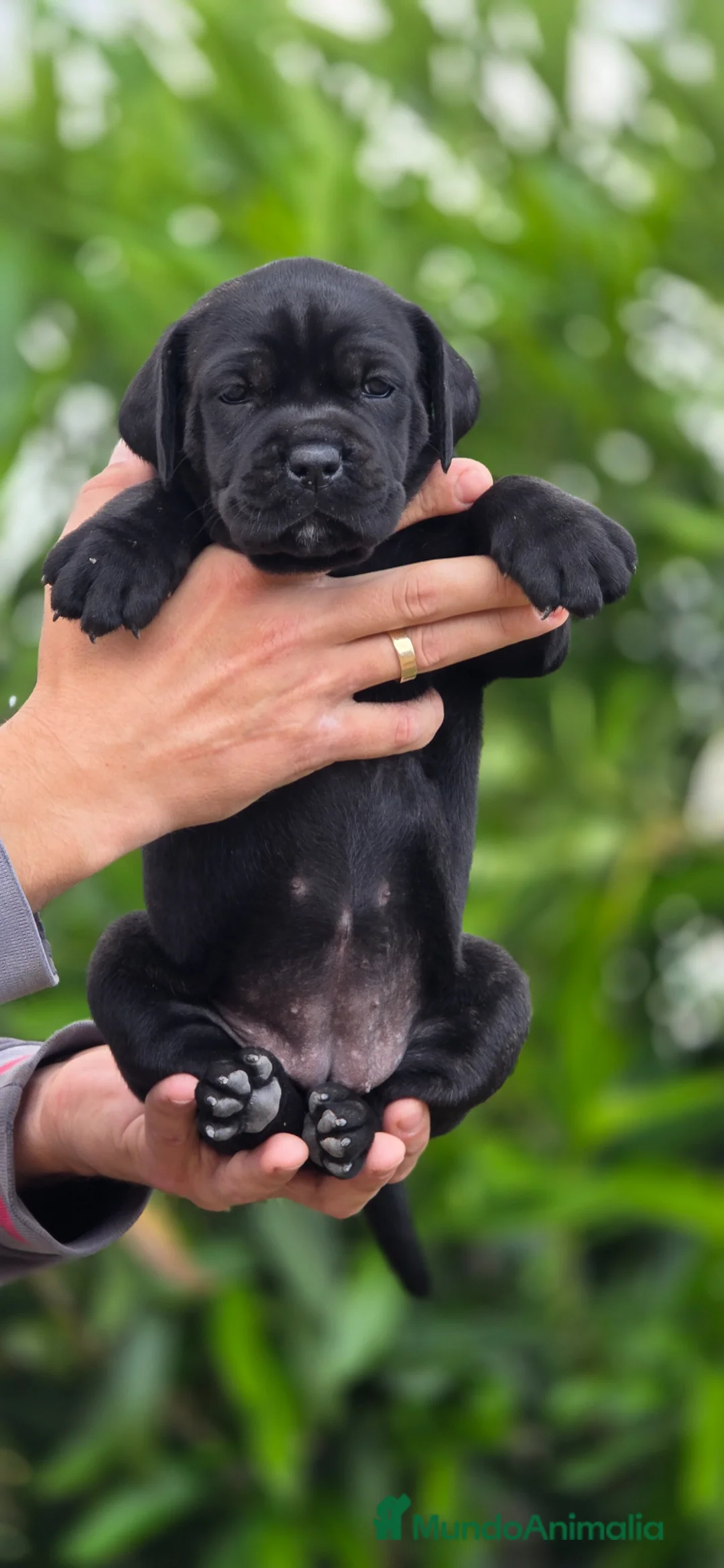Cane Corso perros en venta: Cachorros de Cane Corso - Anuncio 1
